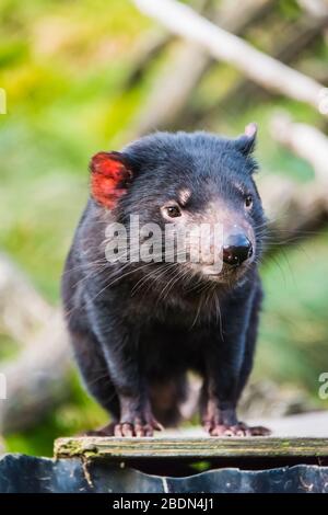 Ein einziger reifer tasmanischer Teufel wartet hungrig auf die Fütterungszeit in einem Cradle Mountain Conservancy Park. Stockfoto