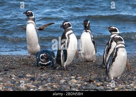 Magellanic Penguin Gruppe am Wasser in der Seno Otway Kolonie, Patagonien, Chile Stockfoto