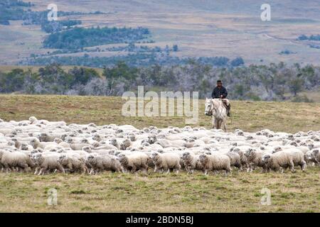 Gaucho auf dem Pferderücken Herdenschar von Corriedale Schafen, tägliches Leben in Patagonien, Argentinien. (Ovis aries) Stockfoto