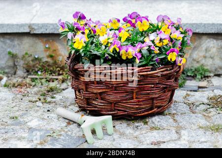 Bunte Frühlingsblumen Stiefmütterchen in einem Weidenkorb - Gartenzeit Stockfoto