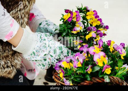 Das kleine Mädchen pflanzt Stiefmütterchen in einen Weidentopf Stockfoto