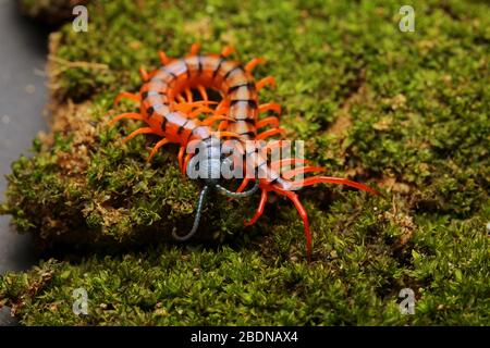 Juvenile Rote Cherry Centipede Stockfoto