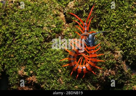 Juvenile Rote Cherry Centipede Stockfoto