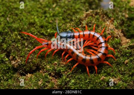 Juvenile Rote Cherry Centipede Stockfoto