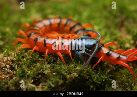 Juvenile Rote Cherry Centipede Stockfoto