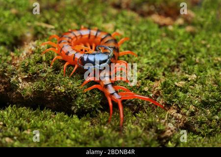 Juvenile Rote Cherry Centipede Stockfoto