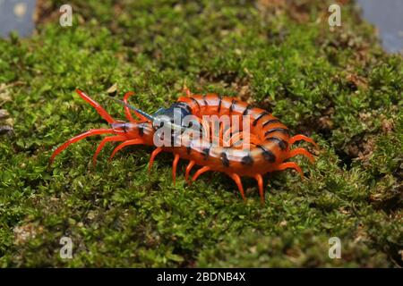 Juvenile Rote Cherry Centipede Stockfoto