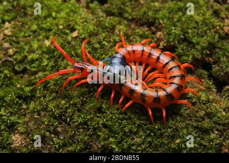 Juvenile Rote Cherry Centipede Stockfoto