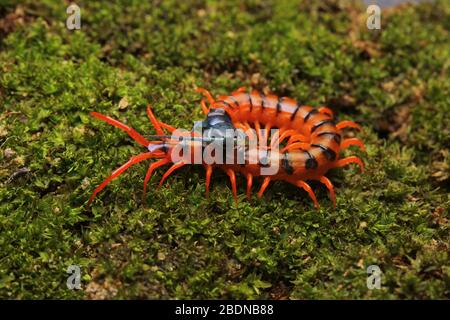 Juvenile Rote Cherry Centipede Stockfoto