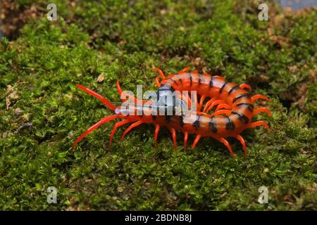 Juvenile Rote Cherry Centipede Stockfoto