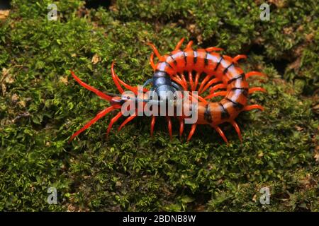 Juvenile Rote Cherry Centipede Stockfoto