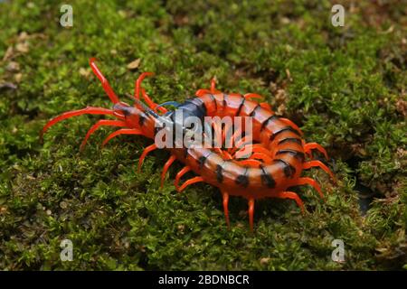 Juvenile Rote Cherry Centipede Stockfoto