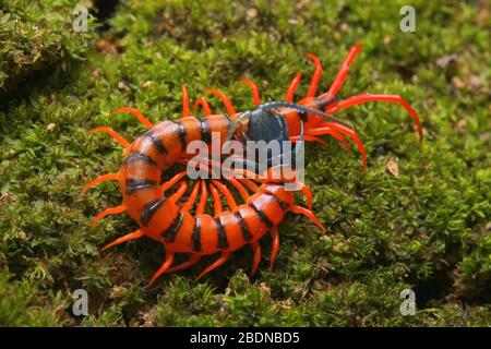 Juvenile Rote Cherry Centipede Stockfoto