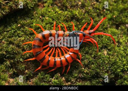 Juvenile Rote Cherry Centipede Stockfoto