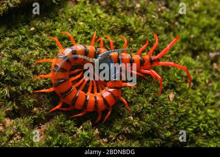 Juvenile Rote Cherry Centipede Stockfoto