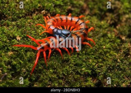 Juvenile Rote Cherry Centipede Stockfoto