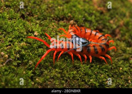 Juvenile Rote Cherry Centipede Stockfoto