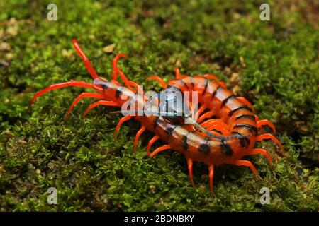 Juvenile Rote Cherry Centipede Stockfoto