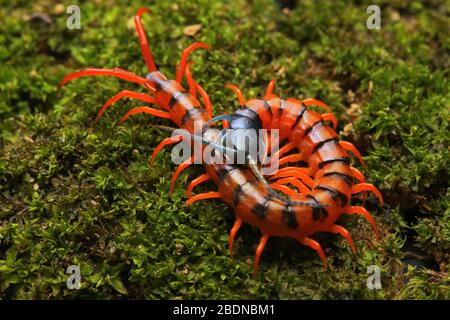 Juvenile Rote Cherry Centipede Stockfoto