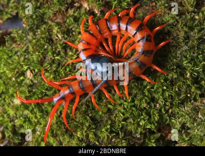 Juvenile Rote Cherry Centipede Stockfoto
