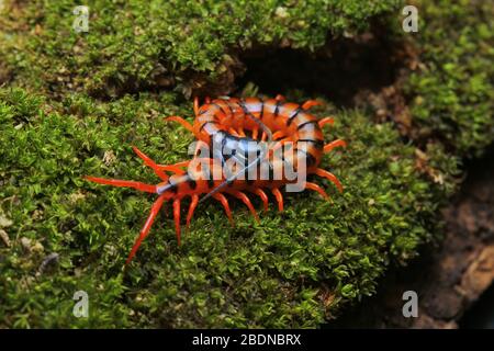 Juvenile Rote Cherry Centipede Stockfoto
