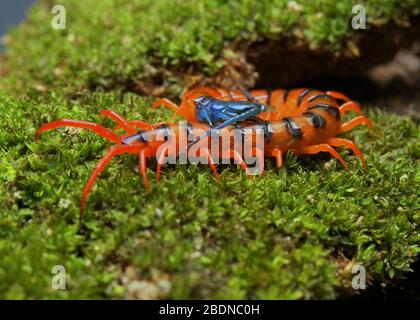 Juvenile Rote Cherry Centipede Stockfoto