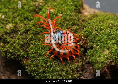 Juvenile Rote Cherry Centipede Stockfoto