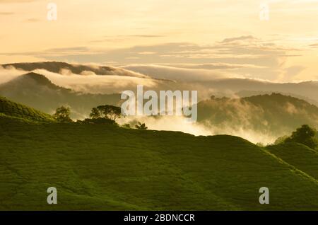 Blick auf den Sonnenaufgang auf die Teeplantationslandschaft in den Cameron Highlands, Malaysia. Stockfoto