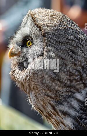 GROSSE GRAUE OWL Seite des Gesichts Stockfoto