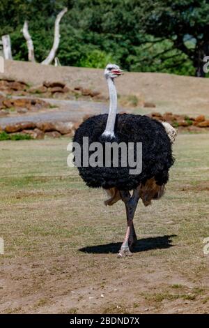 Strauß Stockfoto