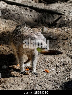 Erdmännchen essen Stockfoto