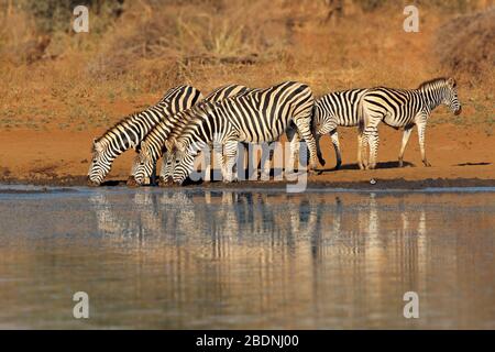 Herde von ebenen Zebras (Equus burchelli) Trinkwasser, Krüger Nationalpark, Südafrika Stockfoto