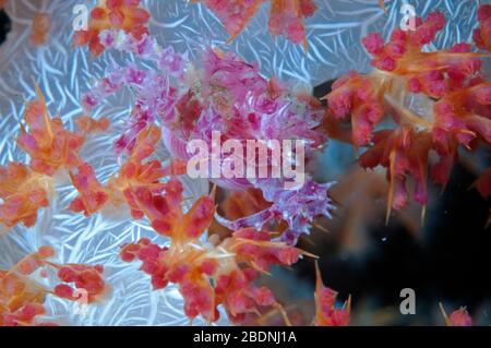 Weiche Korallenkrabbe, Hoplophrys oatesii, auf Dendronephthya, Raja Ampat Indonesien Stockfoto