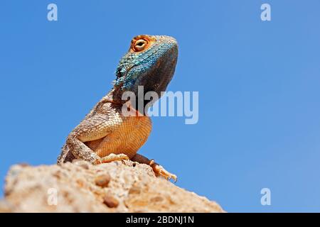 Porträt eines gemahlenen Agama (Agama aculeata), das auf einem Felsen sitzt, gegen einen blauen Himmel, Südafrika Stockfoto