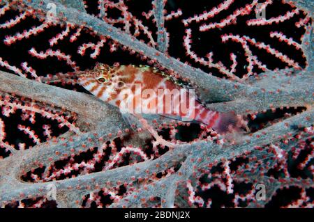 Threadfin Hawkfish, Cirrhitichthys Aprinus, Raja Ampat, Indonesien Stockfoto