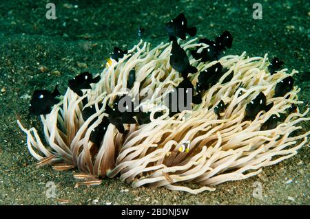 Drei Fleckendamselfische, Dascyllus trimaculatus, in einem Anemon, Heteractis crispa, Sulawesi Indonesia. Stockfoto