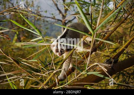 Wilder langsamer Loris in natürlichem Lebensraum, fotografiert in einer kontrollierten Umgebung in der Provinz West Java, Indonesien. Stockfoto