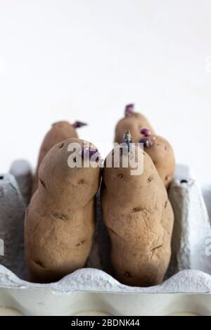 Rosa Tanne Apfelkartoffeln, die in einem Eikasten kritzen. Stockfoto