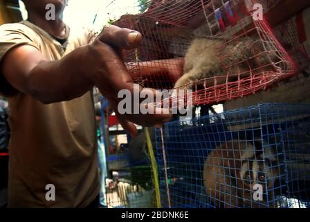 Ein Tierverkäufer am Straßenrand in der Nähe eines Tiermarktes, der auch Wildtiere und geschützte Arten, einschließlich Slow Loris (abgebildet), in Jakarta, Indonesien, verkauft. Stockfoto