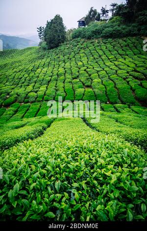 Teeplantage in Malaysia Stockfoto