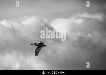 Schöner großer dalmatinischer Single Pelican mit großer Spannweite von Flügeln. Wolkiger Winter dramatischer Himmel über Porto Lagos, Nordgriechenland. Malerische gefrorene Moment der Natur, Schwarz-Weiß-Fotografie Stockfoto