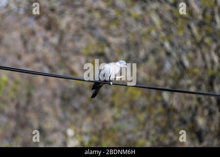 Columba Palumbus alias gewöhnliche Holztaube auf verschwommenem grünem Hintergrund Stockfoto