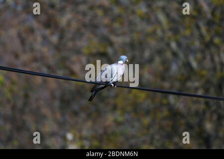 Columba Palumbus alias gewöhnliche Holztaube auf verschwommenem grünem Hintergrund Stockfoto