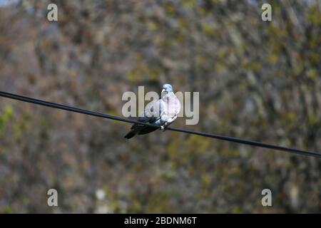 Columba Palumbus alias gewöhnliche Holztaube auf verschwommenem grünem Hintergrund Stockfoto