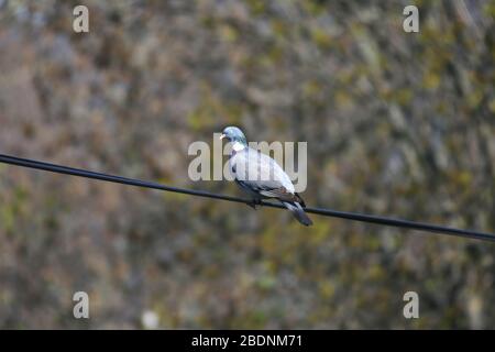 Columba Palumbus alias gewöhnliche Holztaube auf verschwommenem grünem Hintergrund Stockfoto