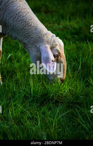 Frisches Gras im Vordergrund und Schafe im Hintergrund Stockfoto