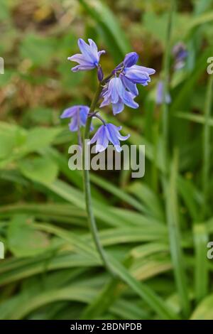 Bluebell-Blumen-Nahaufnahme Stockfoto