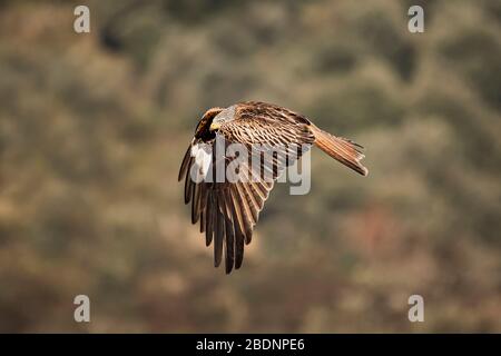 Raptor roter Drachen im Flug mit unscharfen Hintergrund Stockfoto