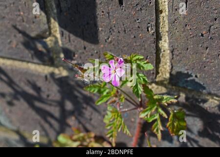 Herb robert Blume wächst in der Nähe einer Ziegelmauer Stockfoto