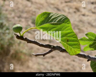 Weiße Frucht und ein Blatt im Hintergrund eines Feigenbaums in Sizilien Stockfoto